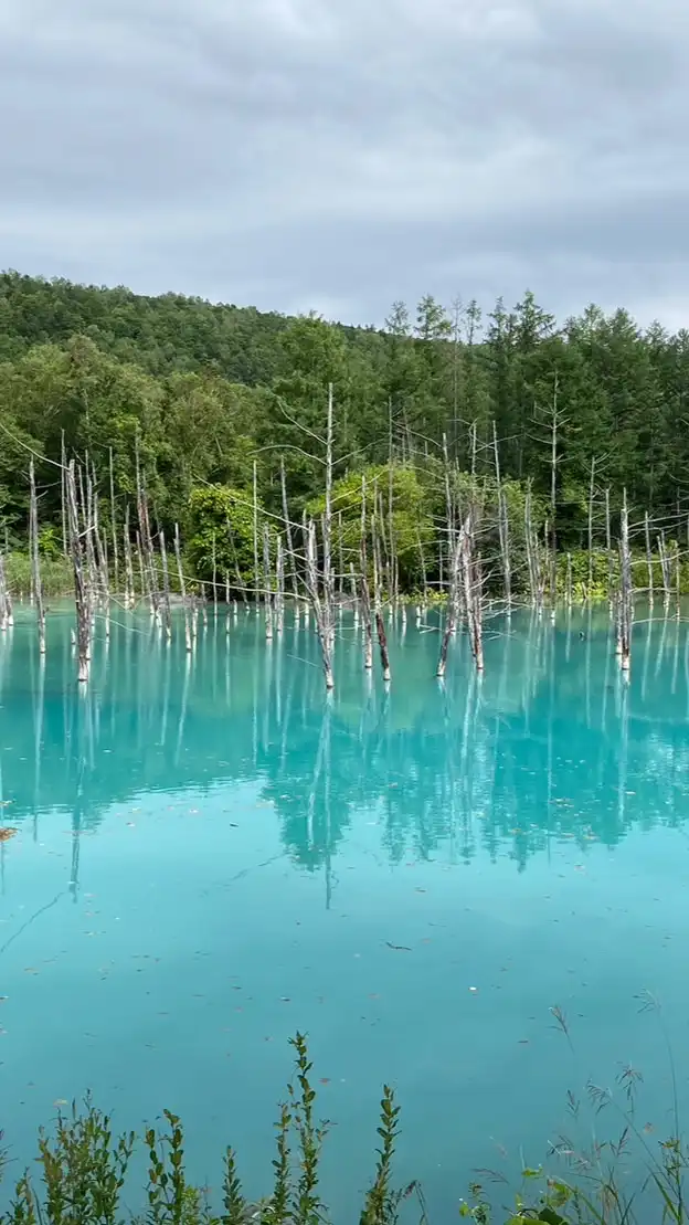 植物・景色・動物の写真館