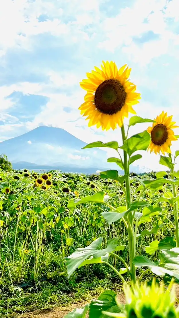 ✨女性限定✨旅好きさんの部屋🧳