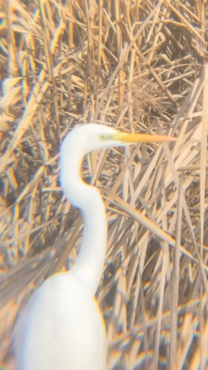 無言で野鳥の画像を載せるだけ