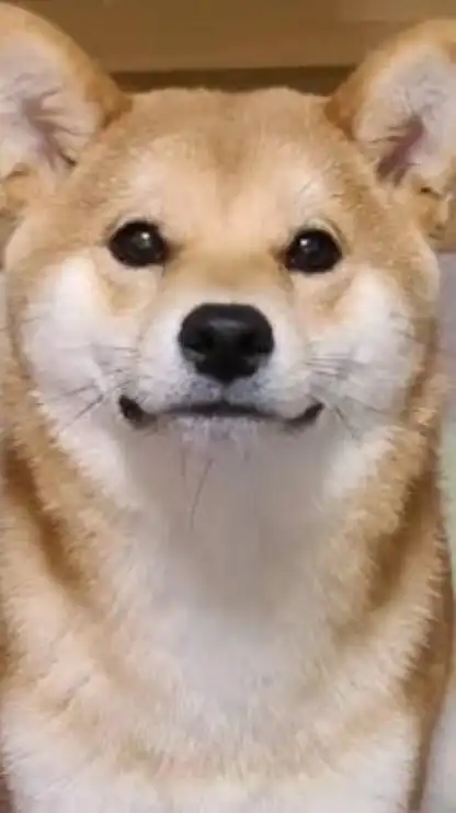 柴犬同好会