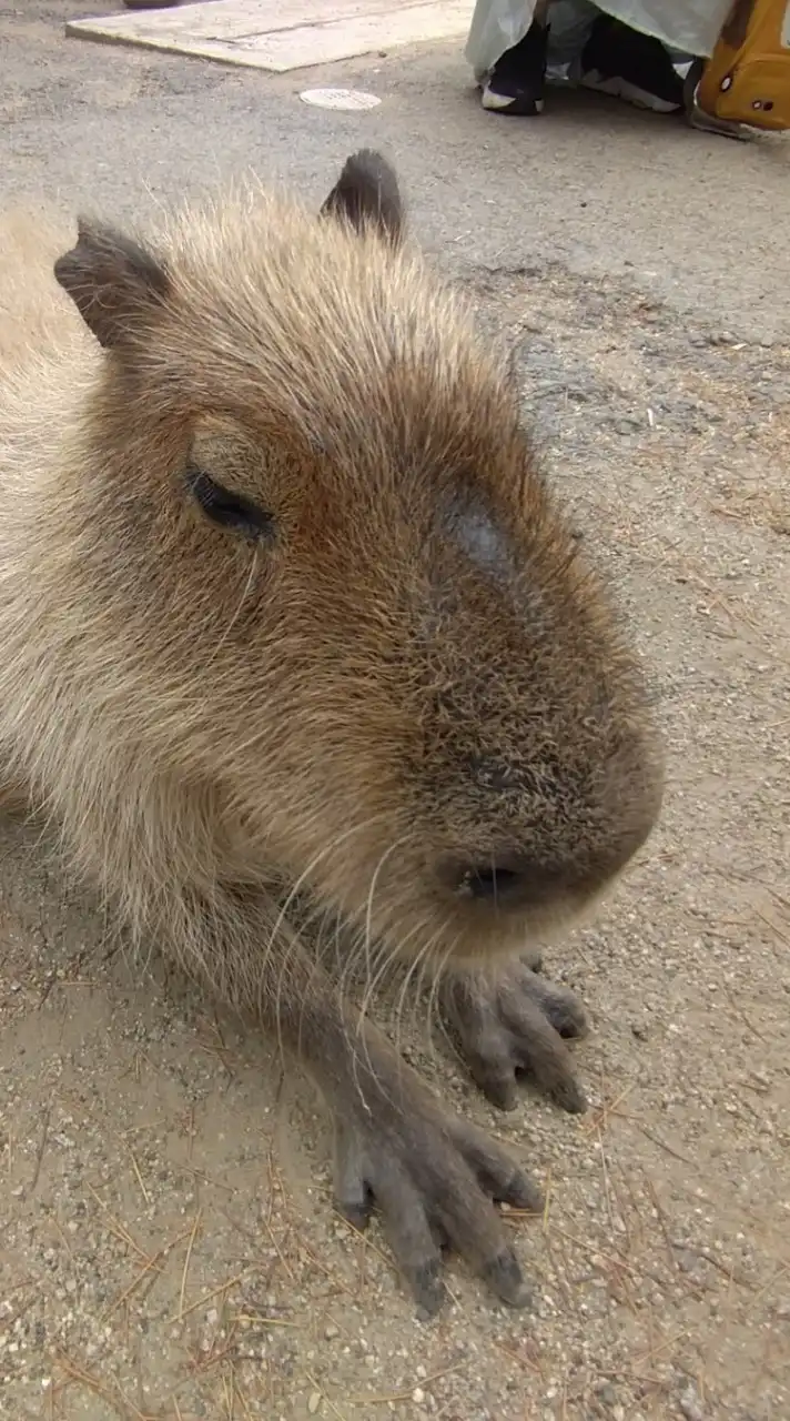 福島県民(*￣0￣)/< 集合!!  λλλλλλ.....雑談すっぺ📣