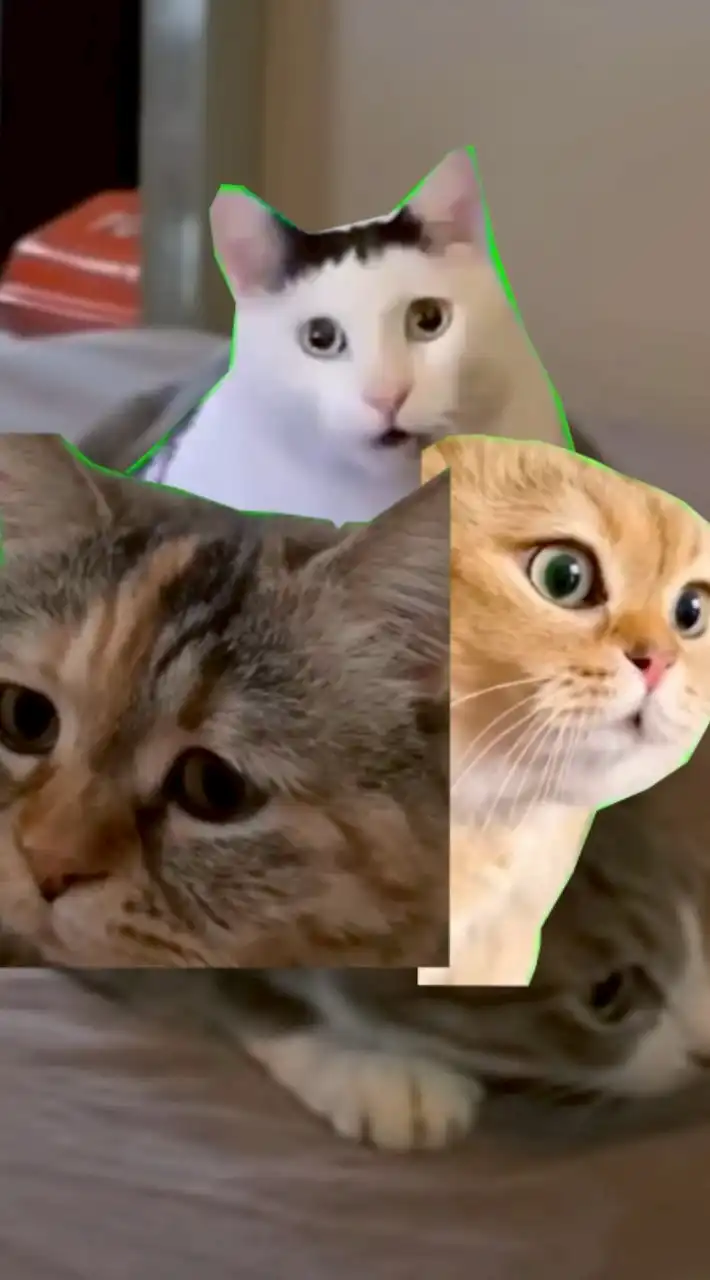 猫ミームオプ（支部）