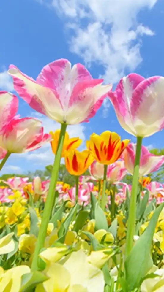 大人の会話で花を咲かせよう🥰大人の花畑🌷新規オープン