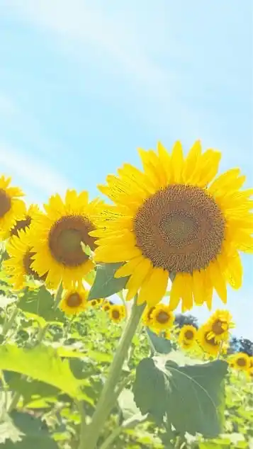 🌻東海🌻(愛知.岐阜.三重)なんでも話そう☆*:.｡. o(≧▽≦)o .｡.:*☆