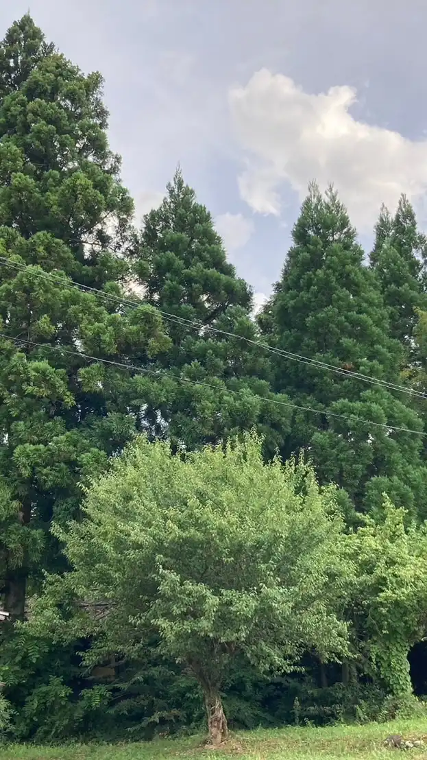 有井やよいコミュニティグループ