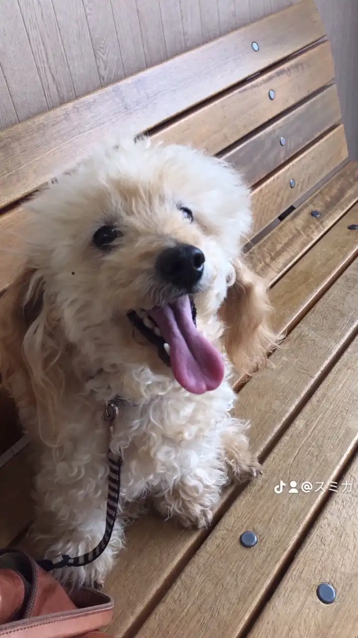 じゅーりままとわんわん🐩🐶の部屋💕