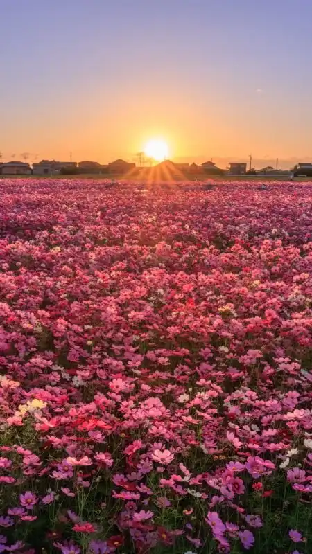 雑談倶楽部さくらさくら🌸