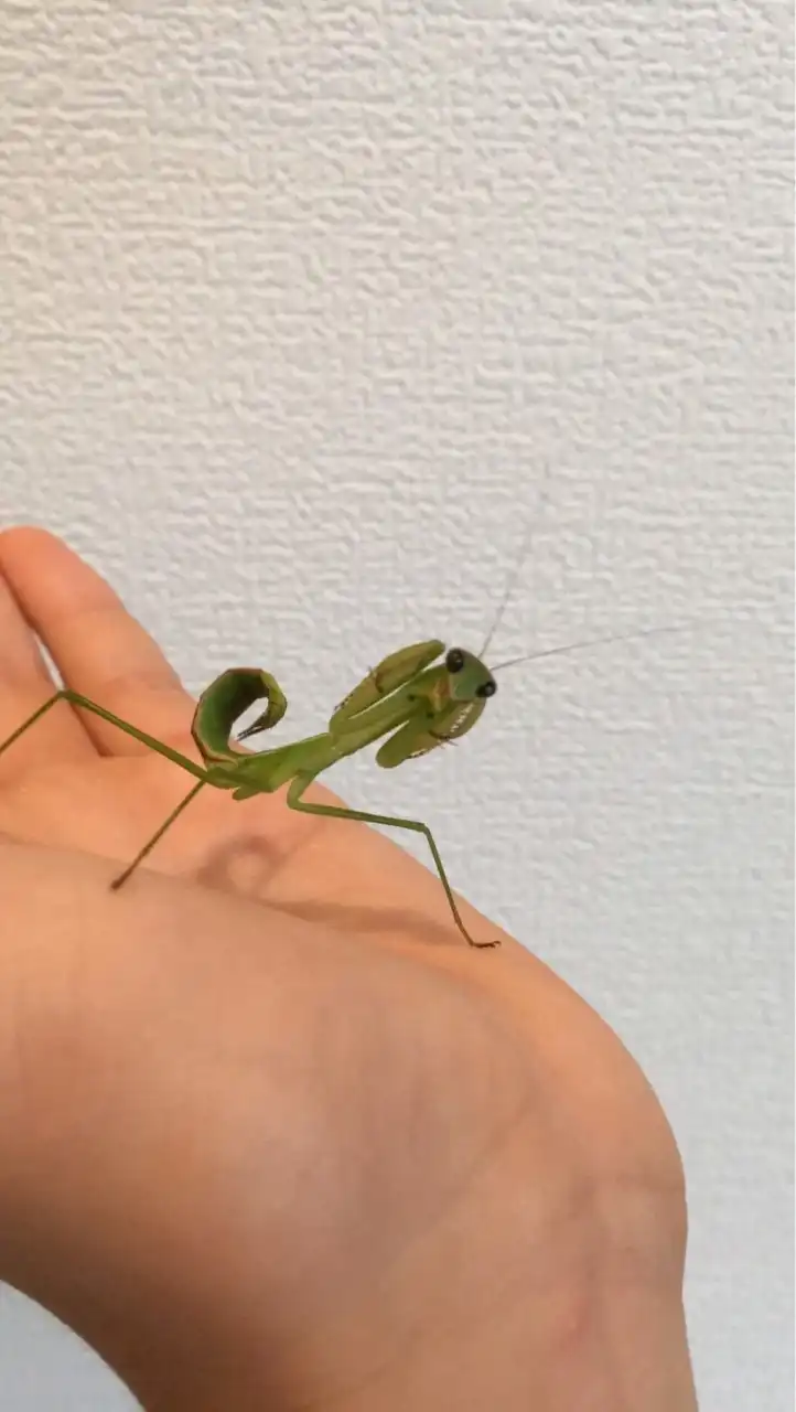 カマキリについて話す会