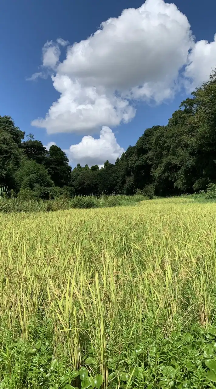 ✨🌱自然の循環を思い出そう🌱✨