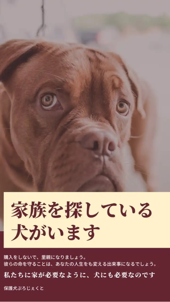 保護犬、保護猫🐕🐈をまもろう🐶🐈ぷろじぇくと