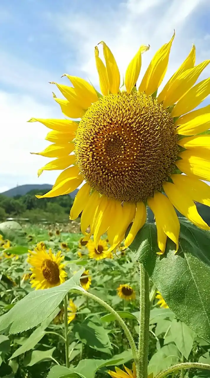 笑って話せる晴れご飯🌻