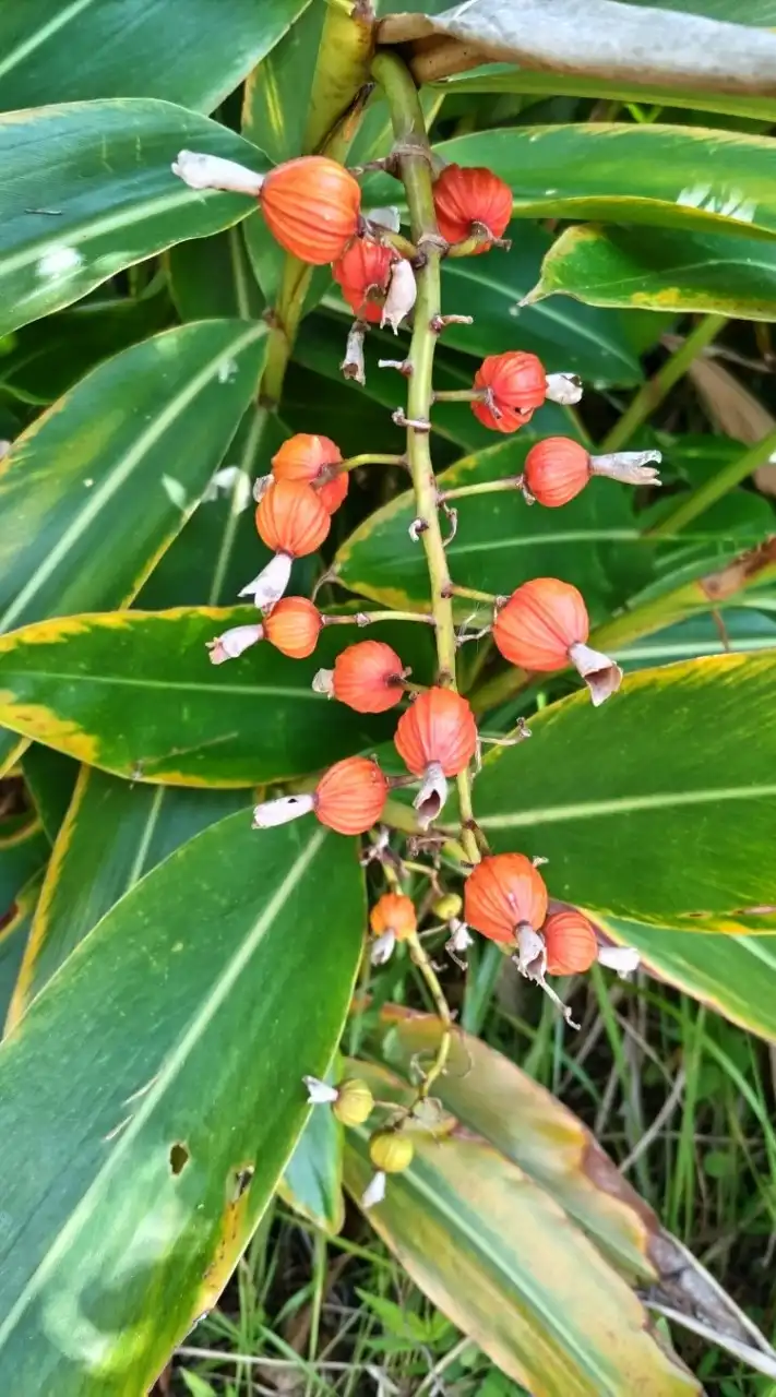 JHS沖縄支部