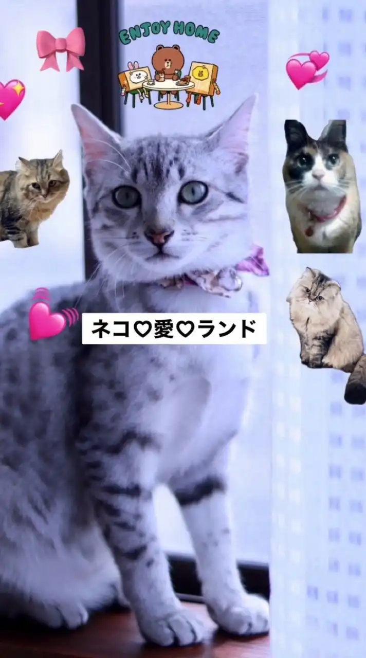 🐱猫ねこ💖愛ランド😺