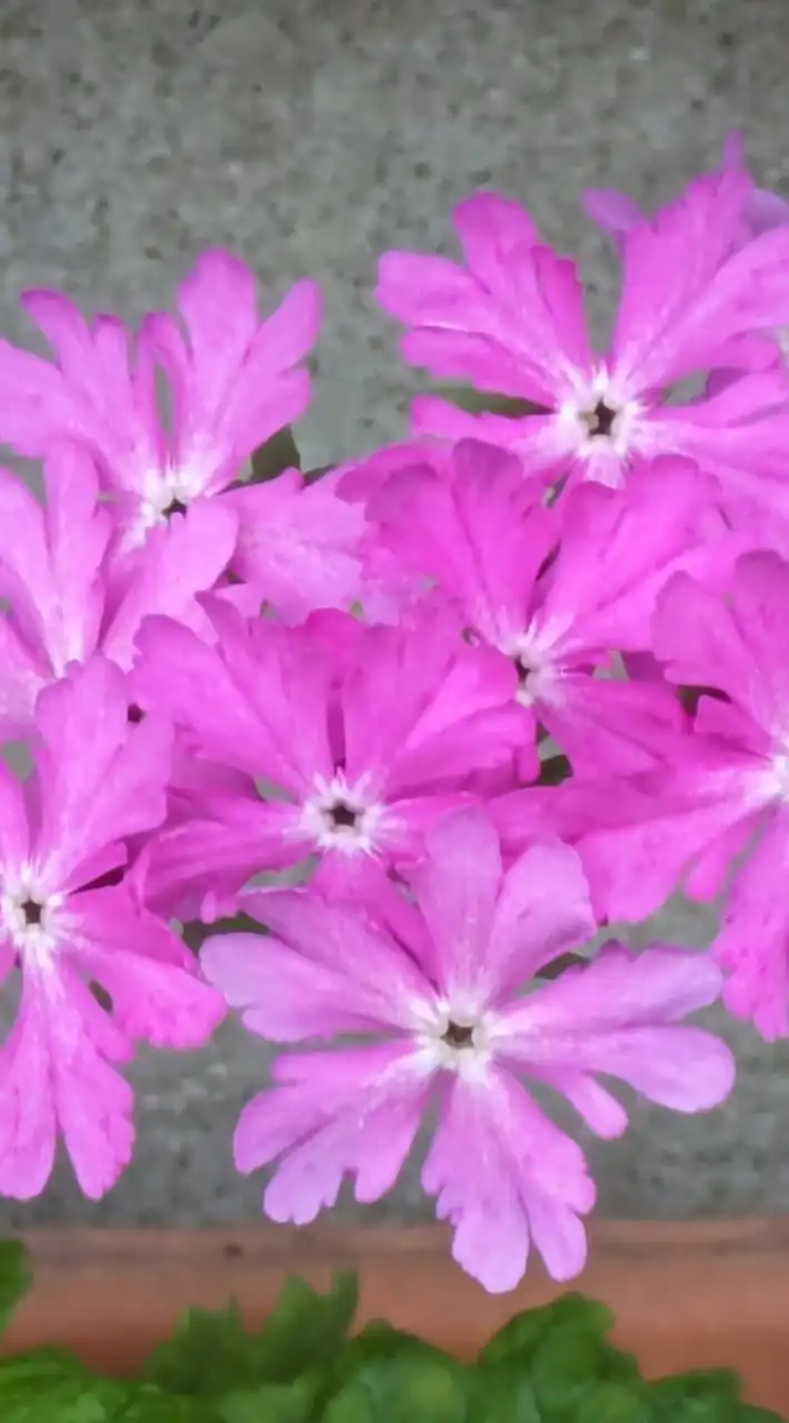 🌸癒しのお部屋🌸　　　楽しい毎日をご一緒しましょう♡