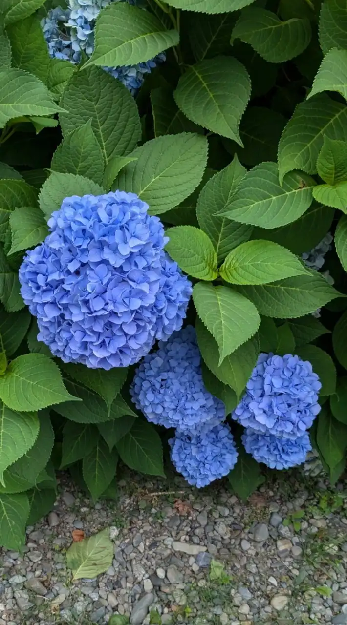 🌷昭和４０年代雑談部屋✨少人数でまったり☕