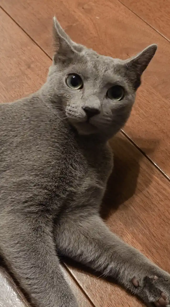 オプチャの宣伝場所