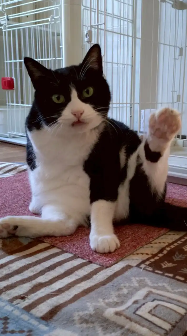 👑ねこ👑 保護猫と暮らしている人の部屋