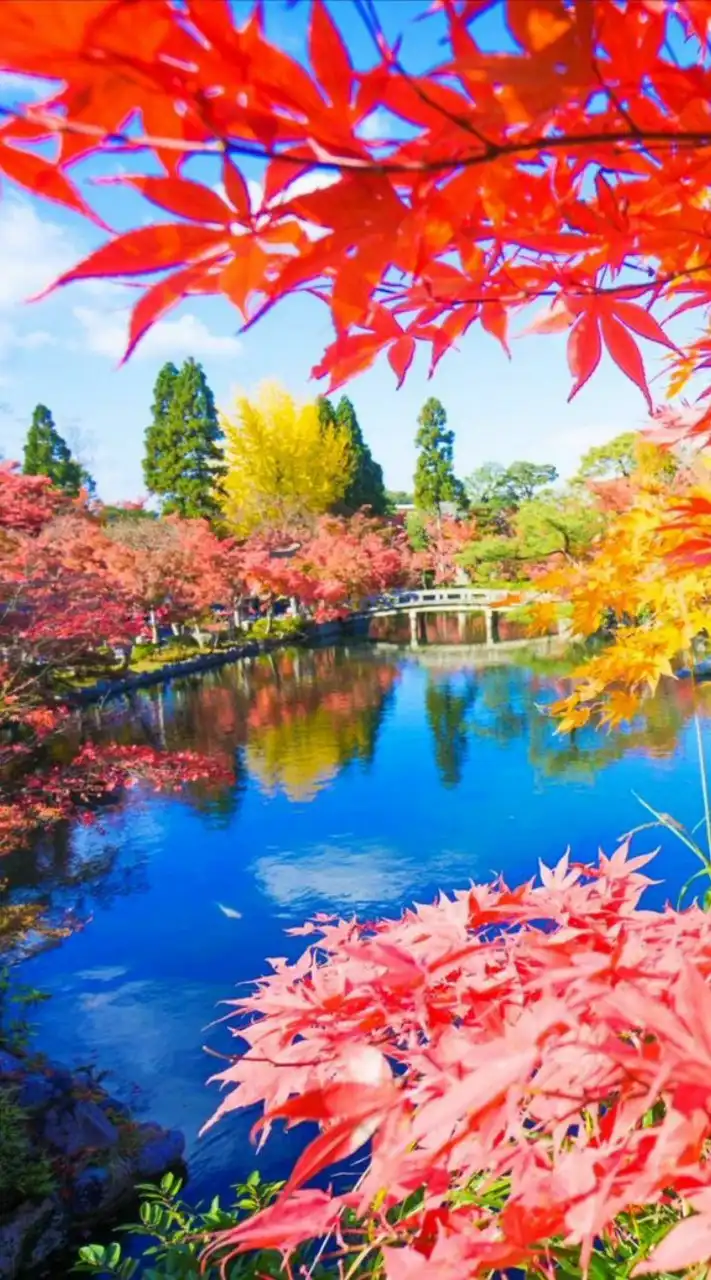 芸能人と恋しちゃう？