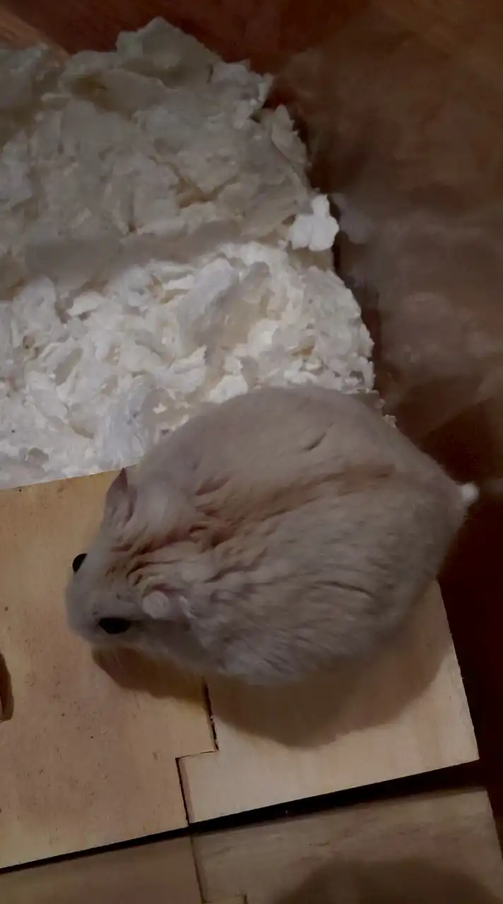 ハムスター大好きな人来て～🐹