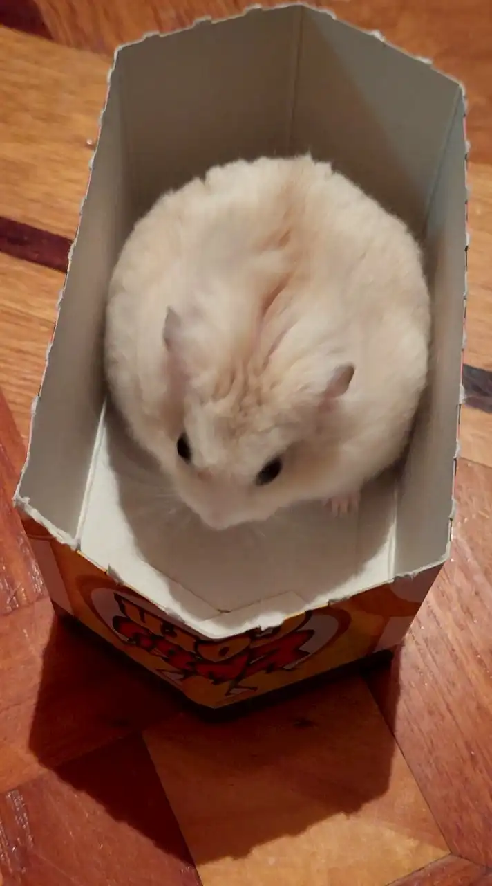 ハムスター大好きな人来て～🐹