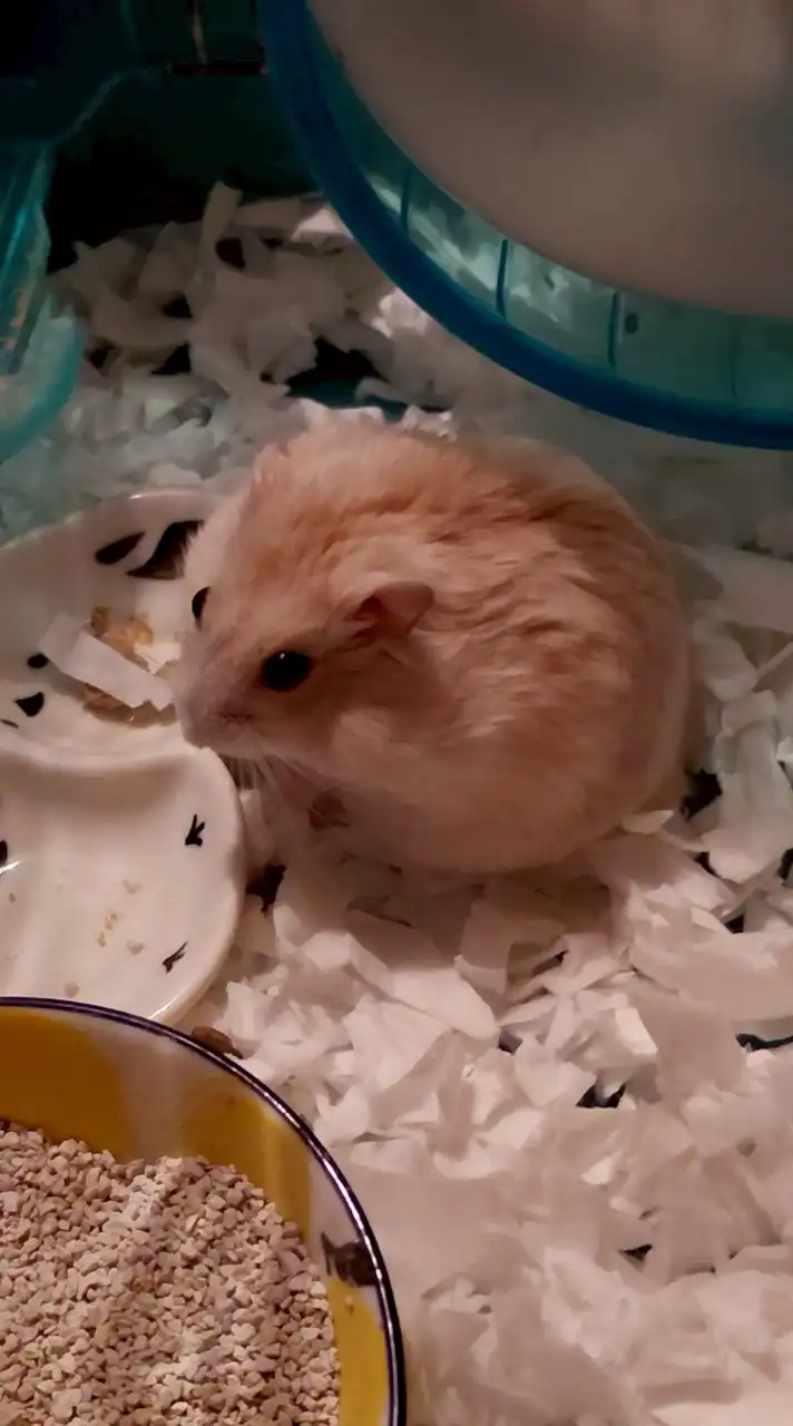 ハムスター大好きな人来て～🐹