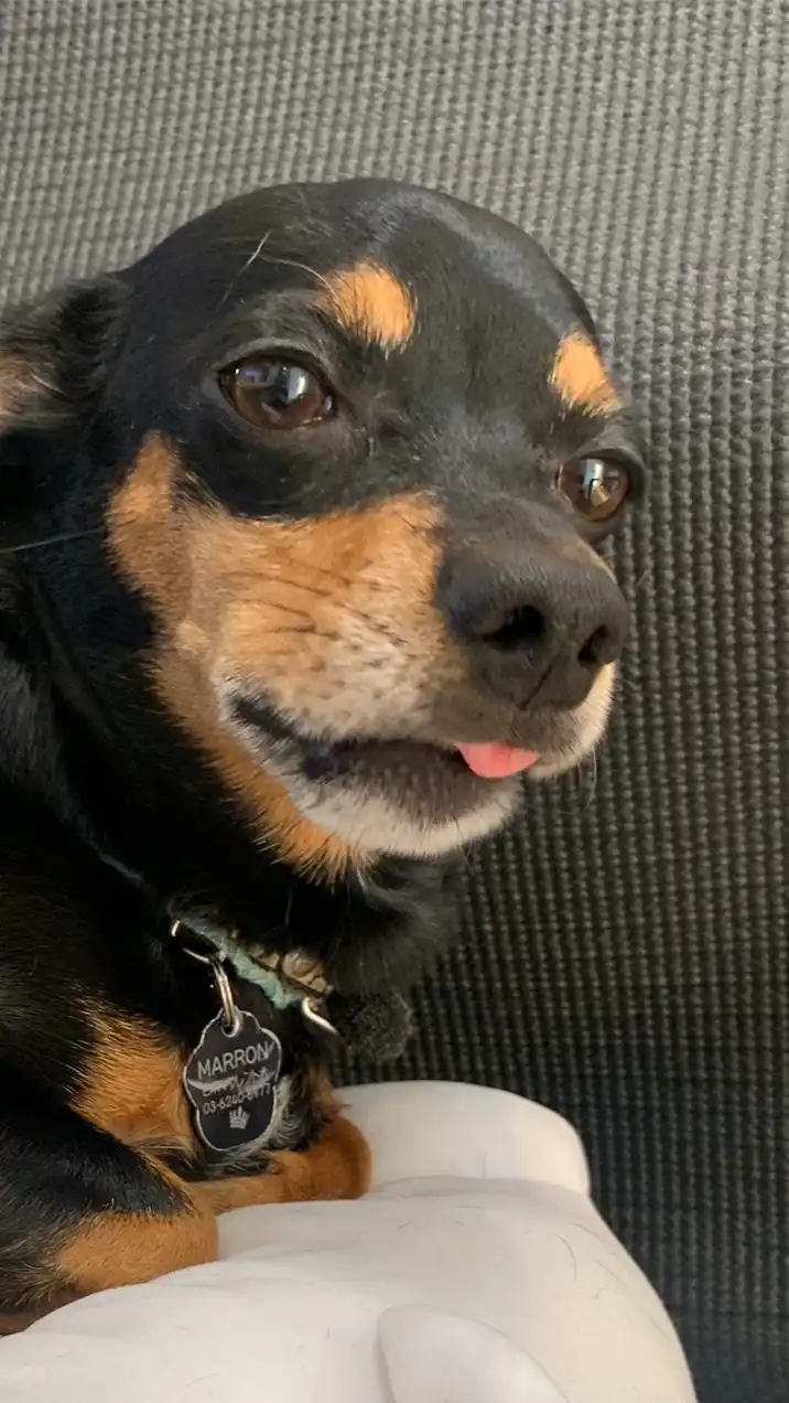 犬カフェ企画室🐶㊙️ｵﾌﾟﾁｬ