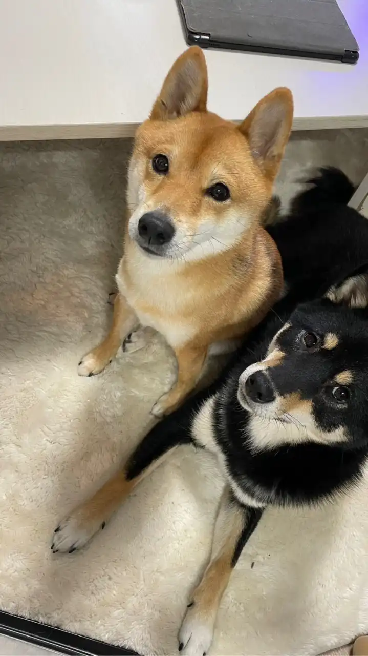 ホタテtoサザエ🐾🐕👻