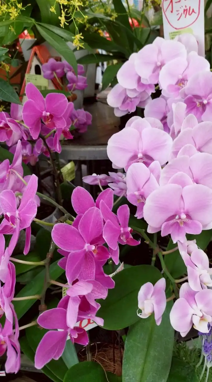 笑顔Open😀ゆるっと未来♪ ６０歳〜