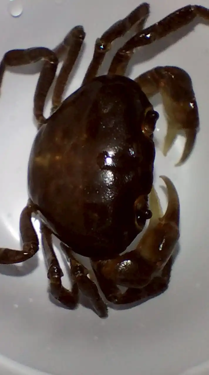 カニ・エビ愛好会！飼育・採取・釣りなんでもオッケー！