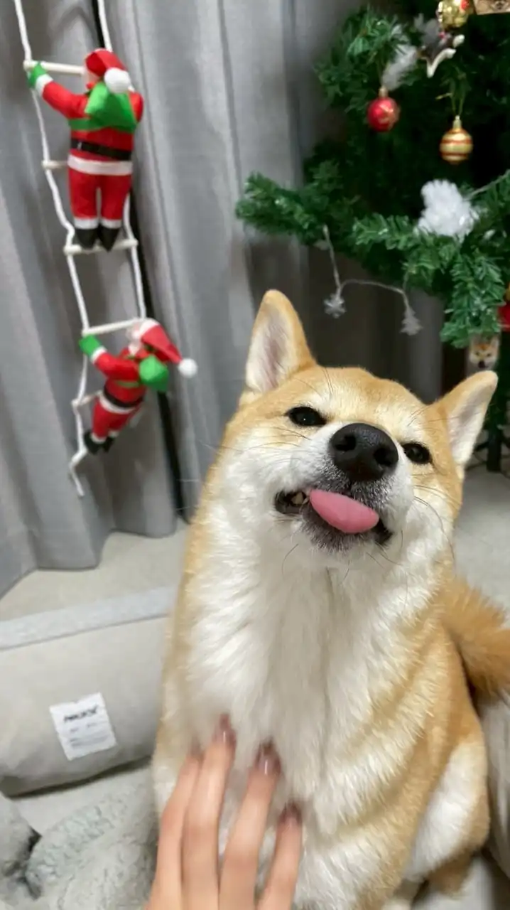 柴犬おいも🐕🍠とお兄さん👨‍💻