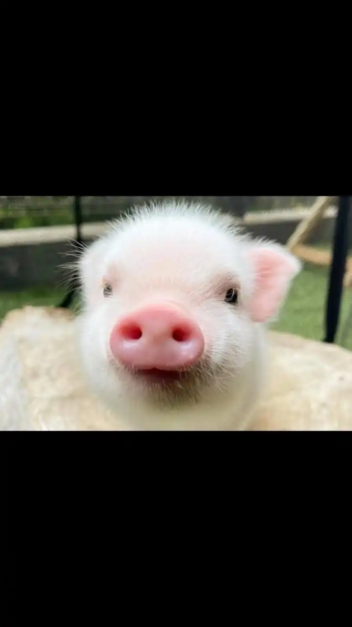 ぶた小屋育成🐖