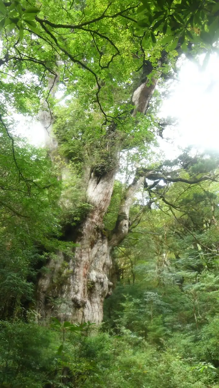 ほほえみ屋久島
