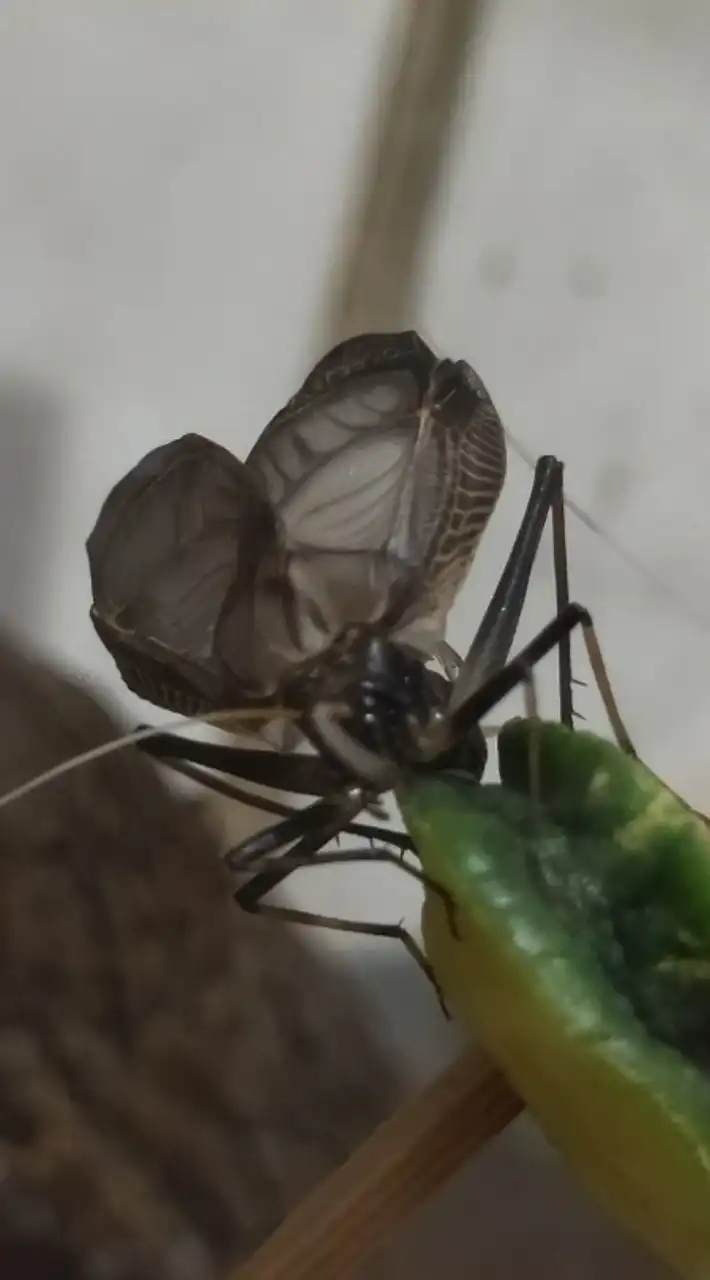 鳴く虫の部屋　鳴く虫、直翅目好きあつまれー!!