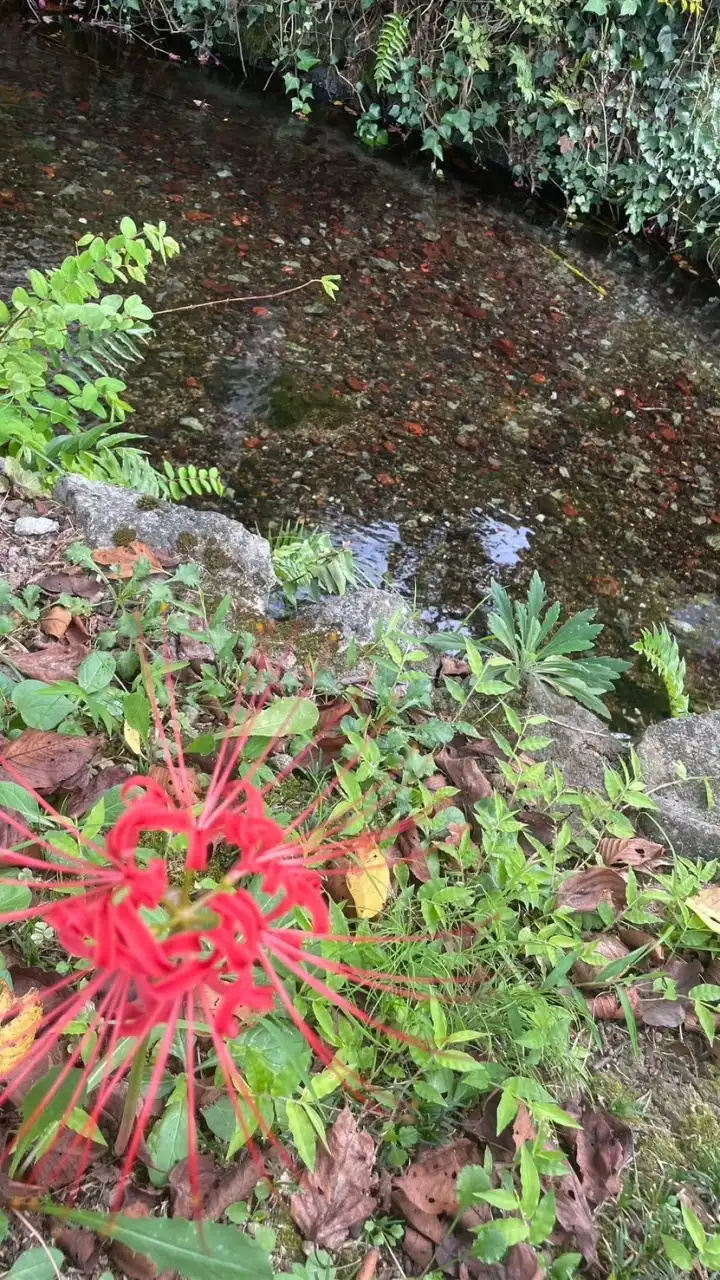 【兵庫県南東部】みんなでランチ🥗飲み会🍺お話ししょう