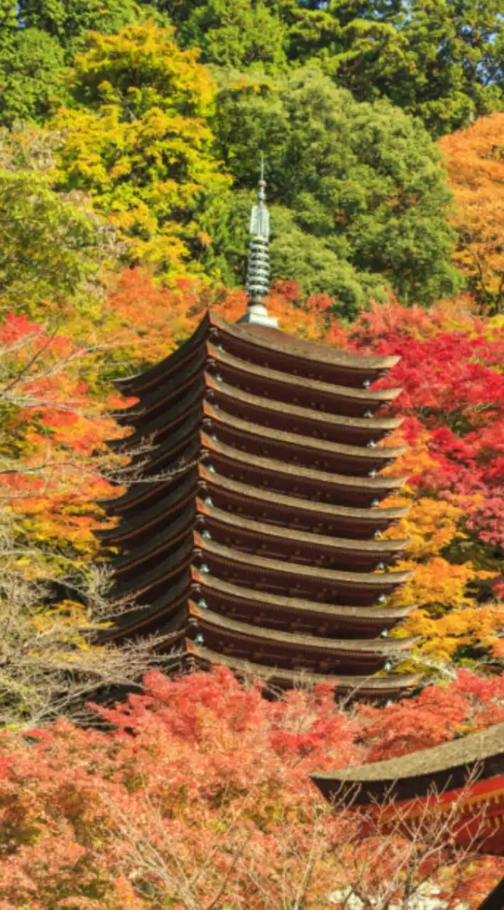 【近畿】40代からの御朱印集めと神社仏閣参拝・雑談