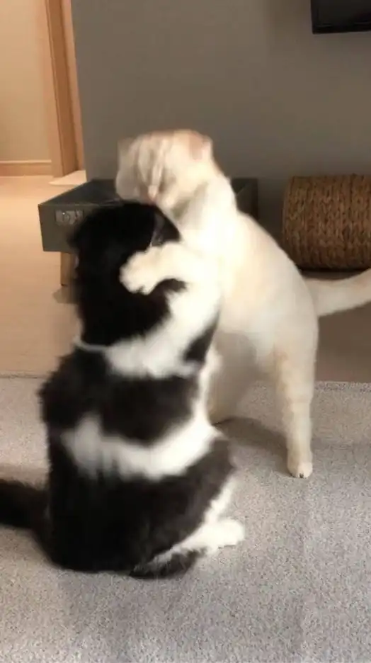 論争アグレッション