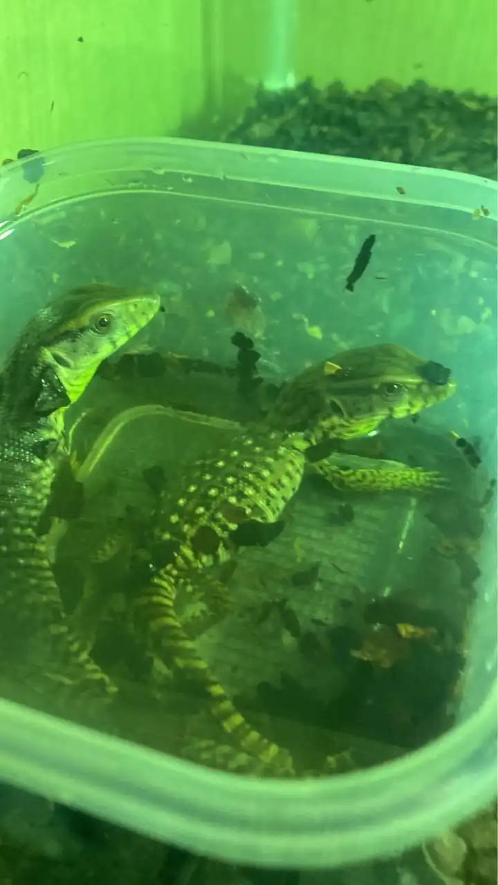 生き物好きの集会