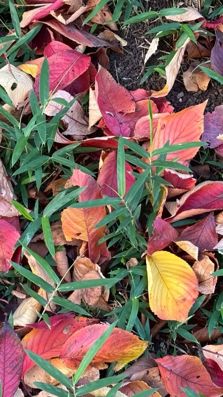 のんびり旅•お出かけトーク🌿