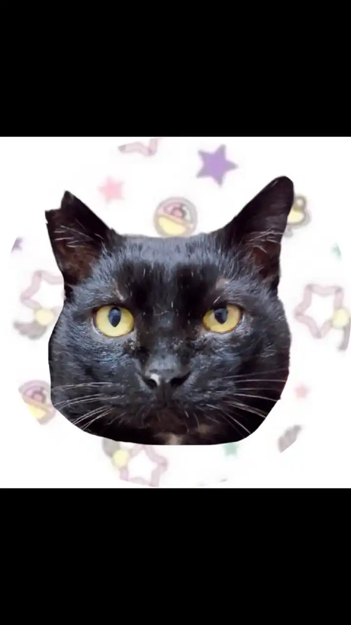 あんこ👩と龍太郎🐈‍⬛💕オープンチャット