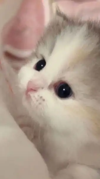 雑談したり歌ったりしよー！