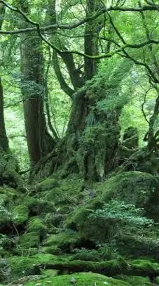 ボアラ・ラジオ🐗