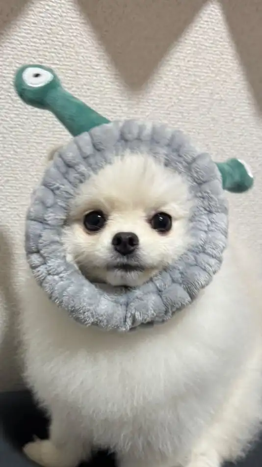 🐶ポメラニアンのとろろ写真垂れ流し🐶
