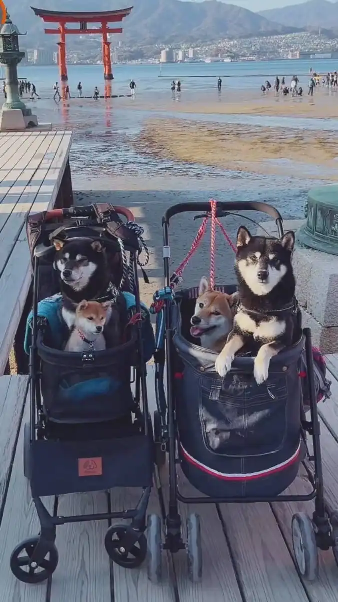 【発言はスレッドへ⭕️】４柴〜ず🐶🐶🐶🐶