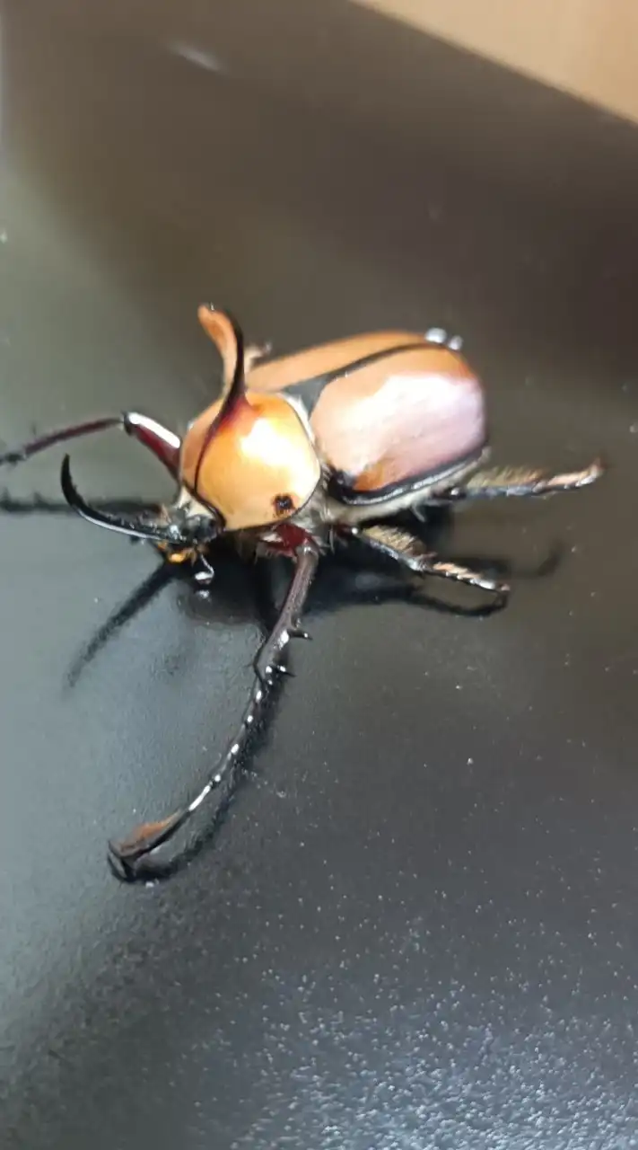 九州　クワガタカブトが好きな人の雑談グル