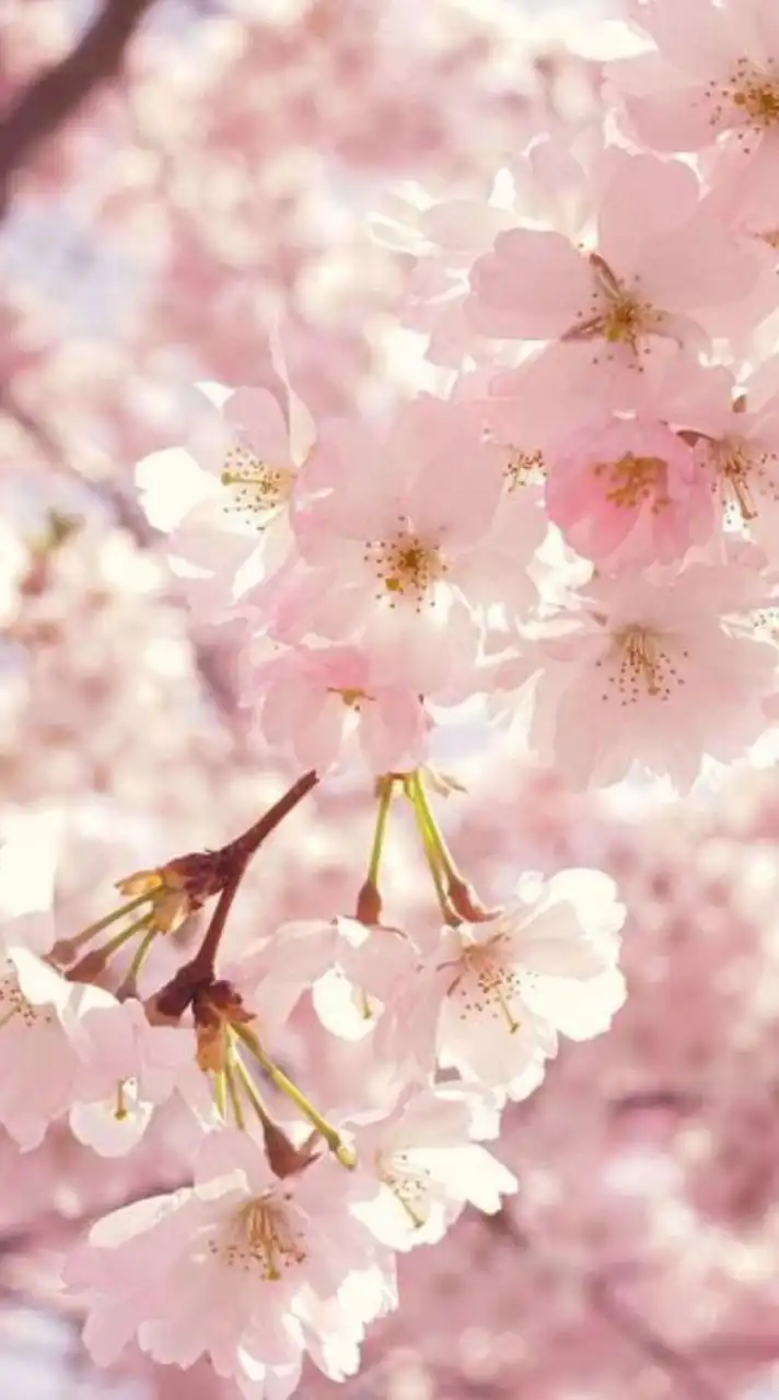 〜桜花×絆〜　s731