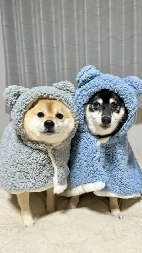 豆柴あさのん🐻🦊【発言禁止🚫】