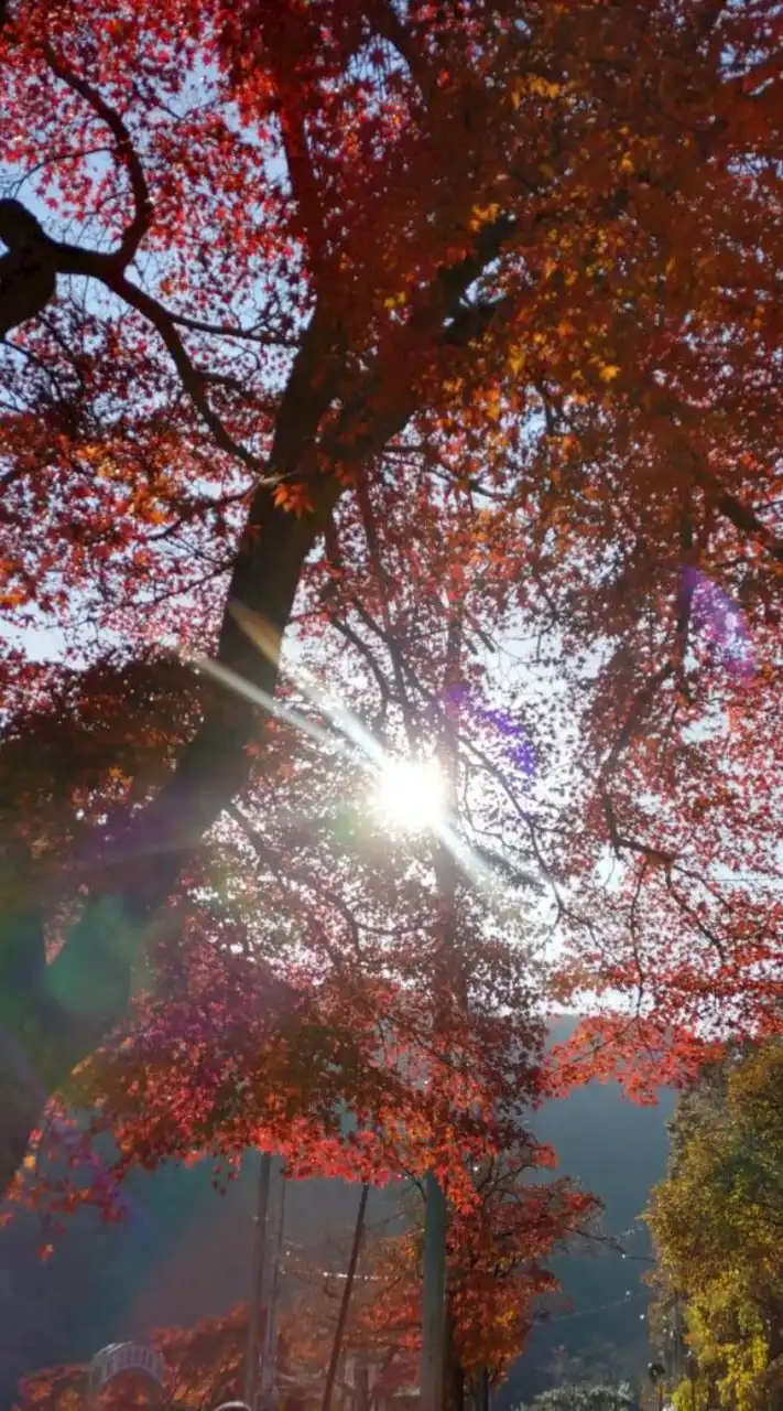 神戸　大阪　阪神間散歩計画ウォーキング