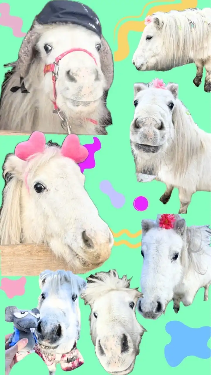 ぽぽちゃん🦄の配信情報と最新情報をお知らせ