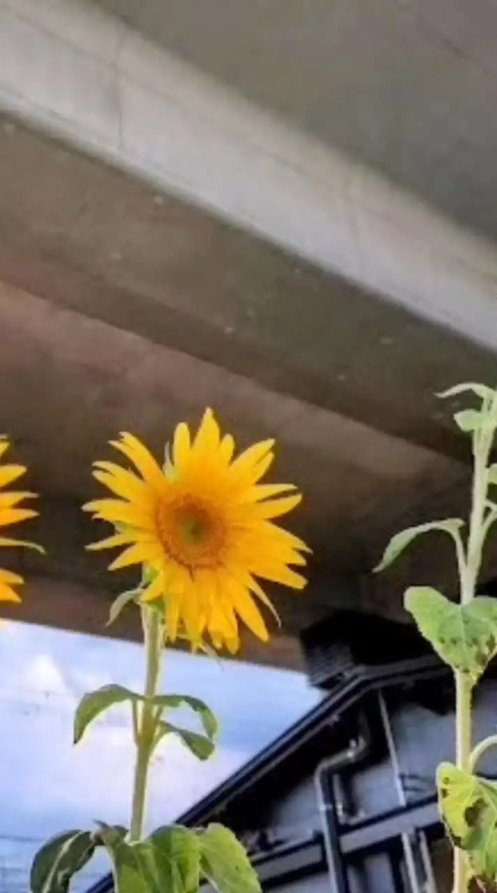 🌻ひまわり部🌻（洛西高架下サークル）