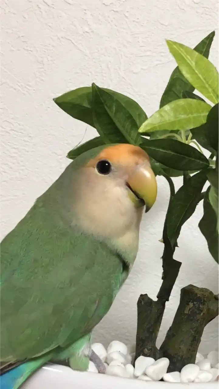 愛鳥の写真を貼るだけの会